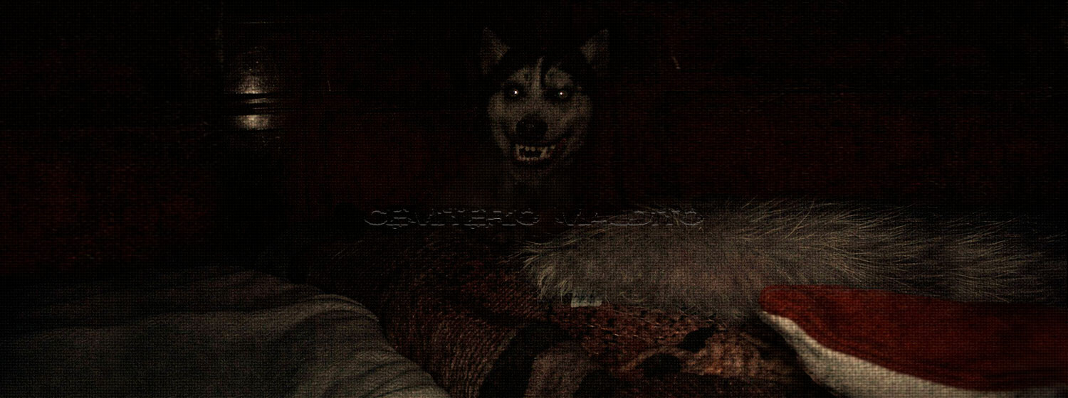 A Garota e o Cão