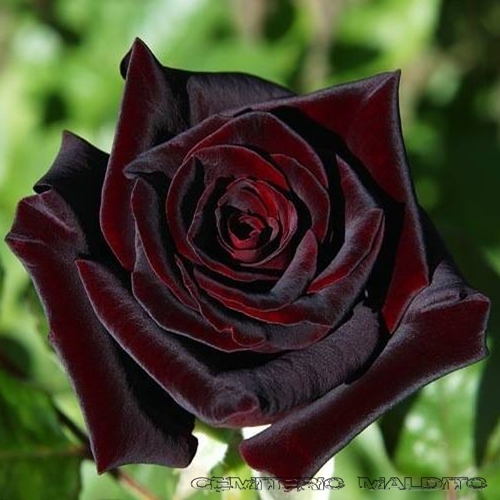 rosa cor diabólica