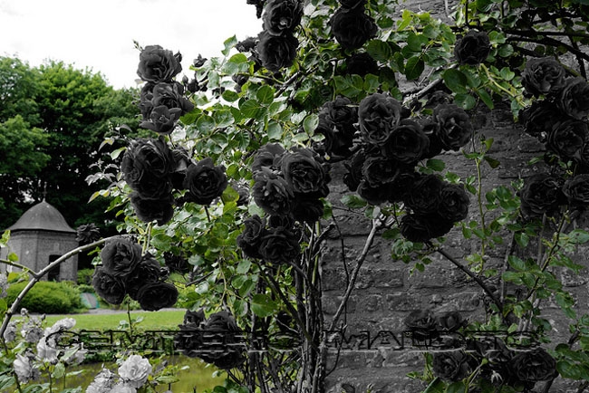 recuperacao da rosa negra de halfet